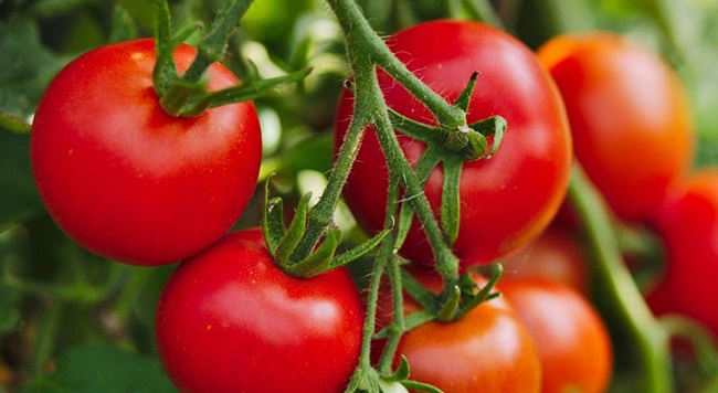 Cà chua được biết đến với khả năng chống lão hóa