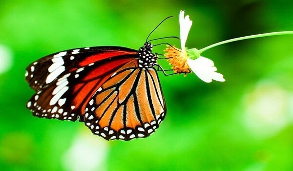 Ong và bướm Bài thơ Ong và bướm Nhược Thủy
