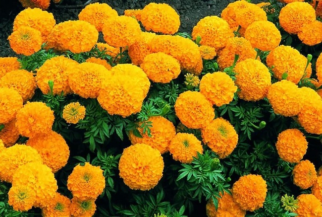 Bông cúc có màu vàng hoặc cam với nhiều cảnh hoa nhỏ chụm lại