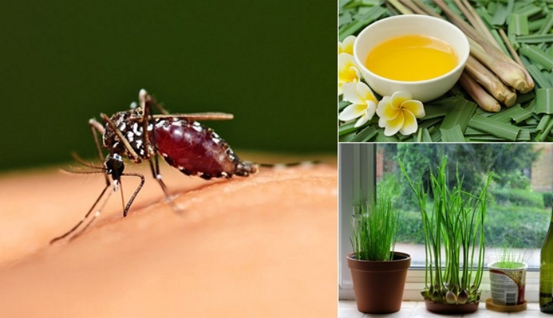 7 Mẹo để ngăn ngừa muỗi vào mùa hè